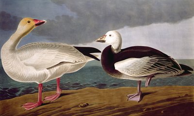 Snow Goose, from Birds of America, engraved by Robert Havell by John James after Audubon