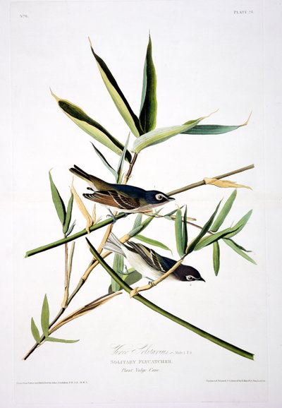 Solitary Flycatcher, from Birds of America, engraved by Robert Havell by John James after Audubon