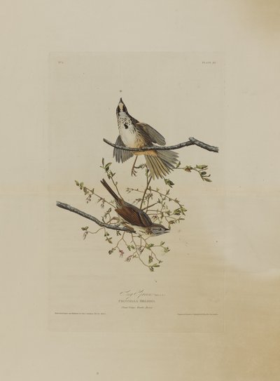 Song Sparrow, from Birds of America, engraved by Robert Havell by John James after Audubon