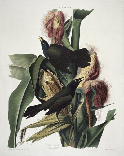 The Purple Grackle, from Birds of America, engraved by Robert Havell by John James after Audubon