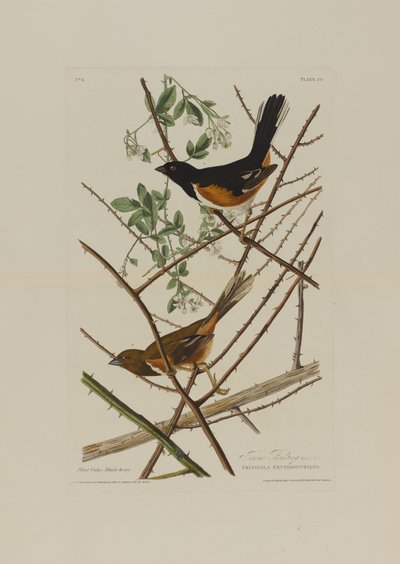 The Towhe Bunting, from Birds of America, engraved by Robert Havell by John James after Audubon