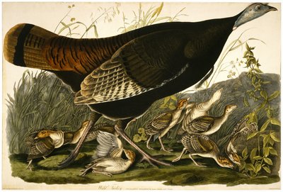 Wild Turkey by John James after Audubon