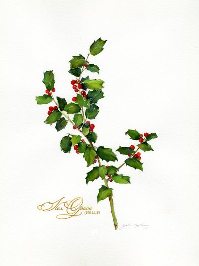 Holly botanical, 2013 by John Keeling