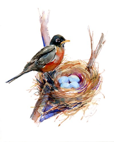 Robin with nest by John Keeling