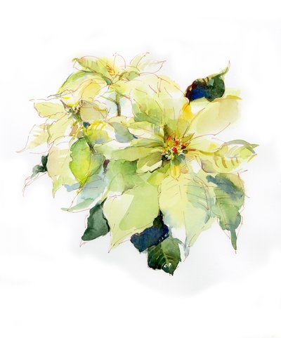 White Poinsettia by John Keeling