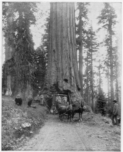Road Going through a Giant Sequoia, Mariposa Grove, Wawona, California by John L. Stoddard