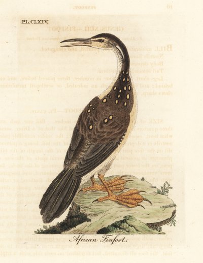 African Finfoot, Podica senegalensis. Handcoloured Copperplate Drawn and Engraved by John Latham from His Own A General History of Birds, Winchester by John Latham