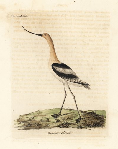 American avocet, Recurvirostra americana. Handcoloured copperplate drawn and engraved by John Latham from his own A General History of Birds, Winchester by John Latham