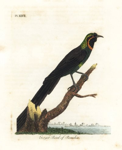Arfak astrapia, Astrapia nigra (Gorget paradise bird, Paradisea gularis) by John Latham