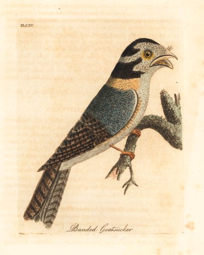 Australian Owlet Nightjar or Tawny Frogmouth. Handcoloured Copperplate by John Latham from A General History of Birds, Winchester by John Latham