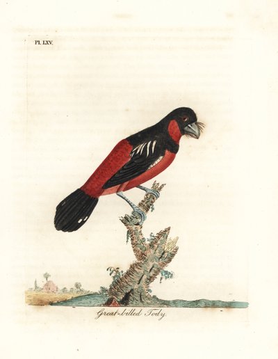 Black-and-red Broadbill, Cymbirhynchus macrorhynchos (Great-billed Tody, Todus nasutus). Handcoloured copperplate drawn and engraved by John Latham from his own A General History of Birds, Winchester by John Latham