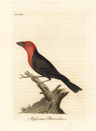 Black-billed Barbet, Lybius guifsobalito (Abyssinian Plant-cutter, Loxia tridactyla). Handcoloured copperplate drawn and engraved by John Latham from his own A General History of Birds, Winchester by John Latham
