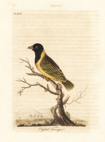 Black-headed yellow-collared weaver, Ploceus melanocephalus capitalis (Capital tanager, Tanagra capitalis). Handcoloured copperplate drawn and engraved by John Latham from his own A General History of Birds, Winchester by John Latham
