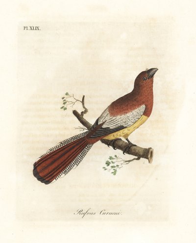 Black-throated trogon, Trogon rufus, female. Copied from Martinet