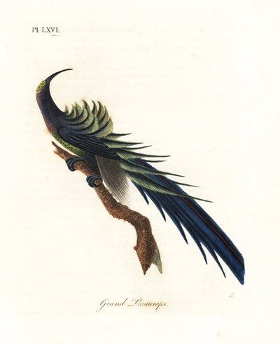 Black Sicklebill. Handcoloured Copperplate by John Latham from A General History of Birds, Winchester by John Latham