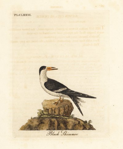 Black skimmer, Rynchops niger (Rhynchops nigra). Handcoloured copperplate drawn and engraved by John Latham from his own A General History of Birds, Winchester by John Latham