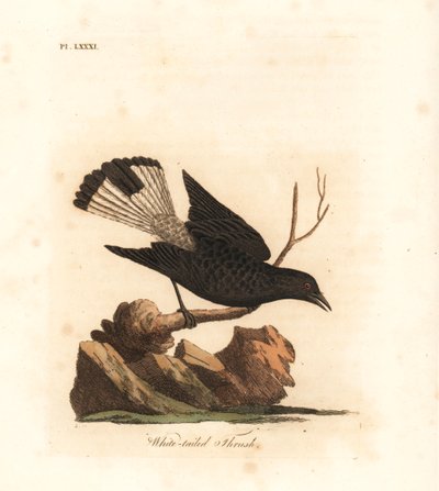 Black wheatear, Oenanthe leucura (White tailed thrush, Turdus leucurus). Handcoloured copperplate drawn and engraved by John Latham from his own A General History of Birds, Winchester by John Latham