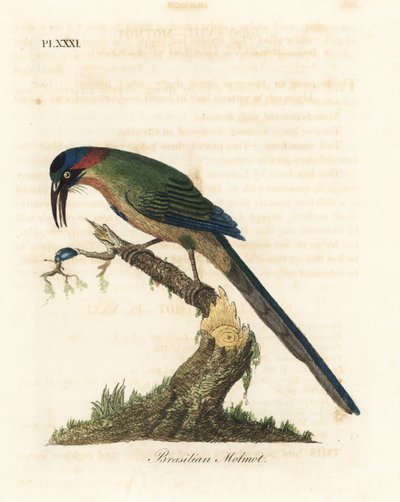 Blue-crowned motmot, Momotus momota (Brasilian motmot, Momotus brasiliensis) by John Latham