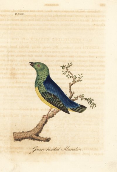 Blue-naped chlorophonia, Chlorophonia cyanea (Green-headed manakin, native to South America). Handcoloured copperplate drawn and engraved by John Latham from his own A General History of Birds, Winchester by John Latham
