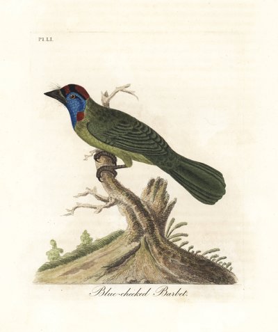 Blue-throated or mountain barbet, Psilopogon asiaticus. Handcoloured copperplate drawn and engraved by John Latham from his own A General History of Birds, Winchester by John Latham