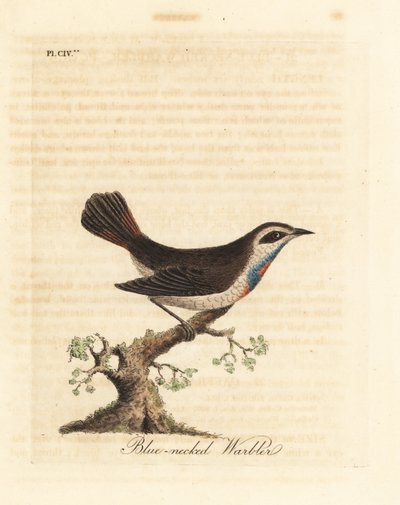 Bluethroat. Handcoloured Copperplate by John Latham from A General History of Birds, Winchester by John Latham
