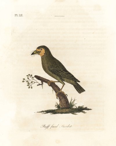 Brown-headed Barbet, Megalaima zeylanica? (Buff-faced Barbet, Bucco lathami). From a Specimen Labeled Megalaima lathami in the British Museum. Handcoloured Copperplate Drawn and Engraved by John Latham from His Own A General History of Birds, Winchester by John Latham