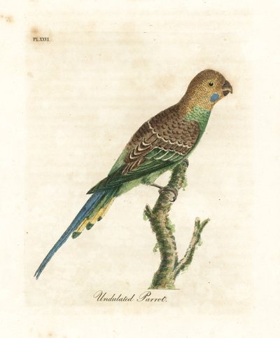 Budgerigar. Handcoloured Copperplate by John Latham from A General History of Birds, Winchester by John Latham