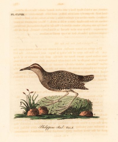 Buff-banded rail, Gallirallus philippensis. Handcoloured copperplate drawn and engraved by John Latham from his own A General History of Birds, Winchester by John Latham