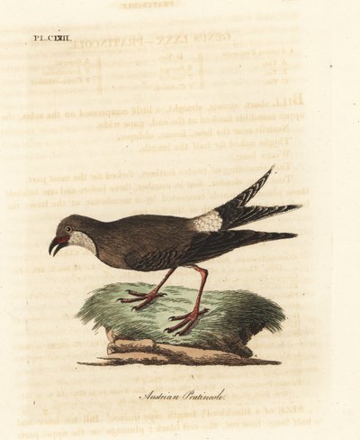 Collared Pratincole. Handcoloured Copperplate by John Latham from A General History of Birds, Winchester by John Latham