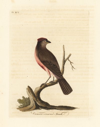 Common Redpoll, Carduelis flammea (Crimson-crowned Finch, Fringilla flammea). Handcoloured Copperplate Drawn and Engraved by John Latham from His Own A General History of Birds, Winchester by John Latham