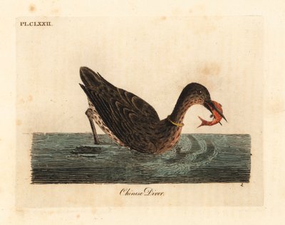 Cormorant used for fishing in Asia, perhaps a great cormorant, Phalacrocorax carbo, or Japanese cormorant, Phalacrocorax capillatus. Handcoloured copperplate drawn and engraved by John Latham from his own A General History of Birds, Winchester by John Latham