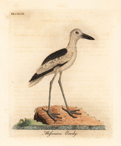 Crab plover, Dromas ardeola. Handcoloured copperplate drawn and engraved by John Latham from his own A General History of Birds, Winchester by John Latham