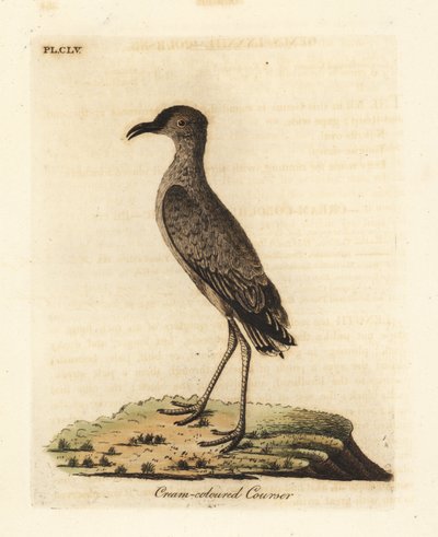 Cream-coloured courser, Cursorius cursor (Cursorius europaeus). Handcoloured copperplate drawn and engraved by John Latham from his own A General History of Birds, Winchester by John Latham