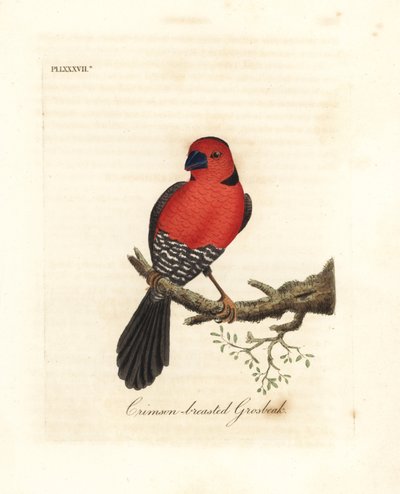 Crimson-breasted Grosbeak by John Latham