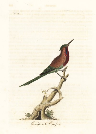 Crimson Sunbird, Aethopyga siparaja seheriae (Goulpourah Creeper). Handcoloured Copperplate Drawn and Engraved by John Latham from His Own A General History of Birds, Winchester by John Latham
