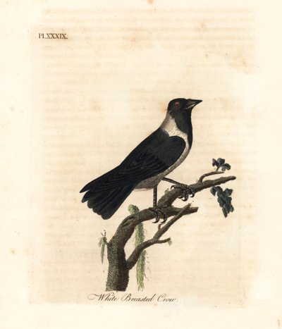 Daurian Jackdaw, Corvus dauuricus (White-breasted Crow, Corvus dauricus). Handcoloured Copperplate Drawn and Engraved by John Latham from His Own A General History of Birds, Winchester by John Latham