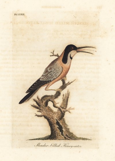 Eastern Spinebill. Handcoloured Copperplate by John Latham from A General History of Birds, Winchester by John Latham
