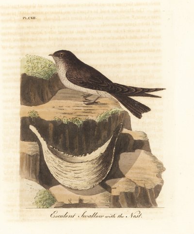Edible-nest Swiftlet and Nest. Handcoloured Copperplate by John Latham from A General History of Birds, Winchester by John Latham