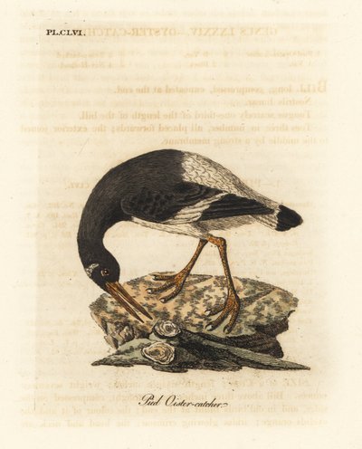 Eurasian or foot oystercatcher, Haematopus ostralegus. Handcoloured copperplate drawn and engraved by John Latham from his own A General History of Birds, Winchester by John Latham