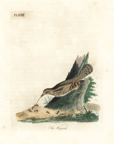 Eurasian Wryneck. Handcoloured Copperplate by John Latham from A General History of Birds, Winchester by John Latham