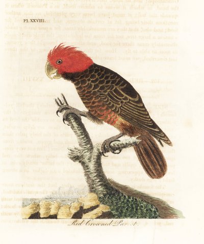 Gang-gang Cockatoo, Callocephalon fimbriatum. Handcoloured Copperplate Drawn and Engraved by John Latham from His Own A General History of Birds, Winchester by John Latham