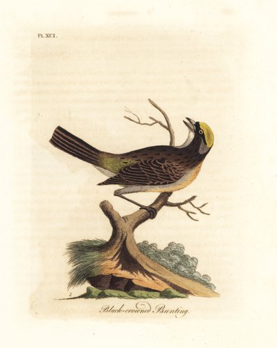 Golden-crowned Sparrow, Zonotrichia Atricapilla (Black-crowned Bunting, Emberiza Atricapilla) by John Latham