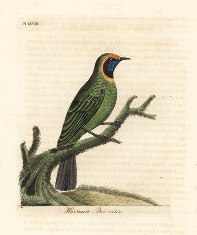 Golden-fronted Leafbird, Chloropsis Aurifrons (Hurruwa Bee-eater, India) by John Latham
