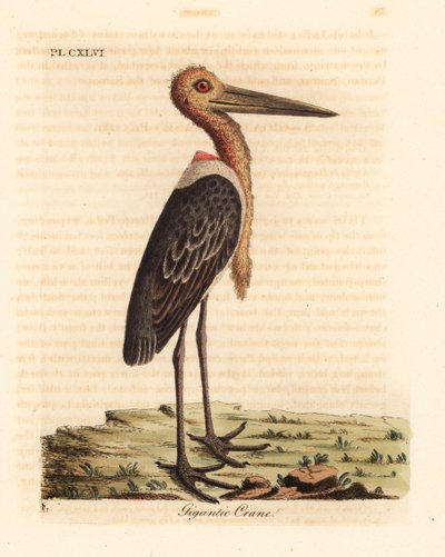 Greater adjutant, Leptoptilos dubious. Endangered. Handcoloured copperplate drawn and engraved by John Latham from his own A General History of Birds, Winchester by John Latham
