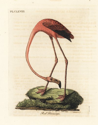 Greater Flamingo, Phoenicopterus Roseus, or American Flamingo, Phoenicopterus Ruber (Red Flamingo, Phaenicopterus Ruber) by John Latham