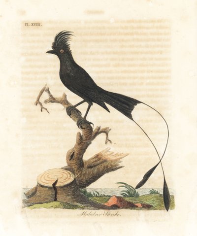 Greater Racket-tailed Drongo, Dicrurus Paradiseus (Malabar Shrike, Lanius Malabaricus) by John Latham
