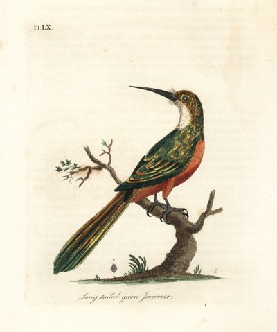 Green-tailed Jacamar, Galbula galbula (Long-tailed Green Jacamar, Galbula viridis). Handcoloured Copperplate Drawn and Engraved by John Latham from His Own A General History of Birds, Winchester by John Latham