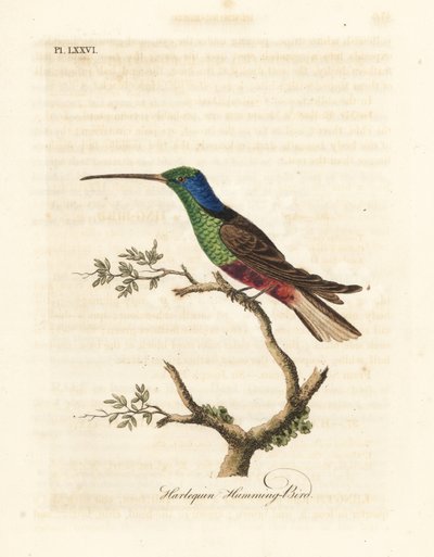 Harlequin Hummingbird, Trochilus Multicolor by John Latham