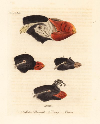 Heads of the Tufted Puffin, Fratercula cirrhata 1, Parakeet Auklet, Aethia psittacula 2, and Crested Auklet, Aethia cristatella 3,4. (Tufted Awk, Alca cirrhata 1, Parrot Awk, Alca psittacula 2, Dusky Awk, Alca tetracula 3, and Crested Awk, Alca cristatella by John Latham