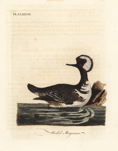 Hooded merganser, Lophodytes cucullatus. Handcoloured copperplate drawn and engraved by John Latham from his own A General History of Birds, Winchester by John Latham